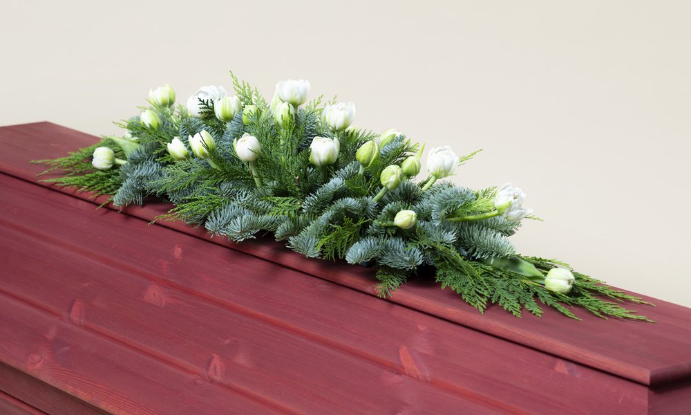 Valkoista tulppaania ja talvisia havuja.